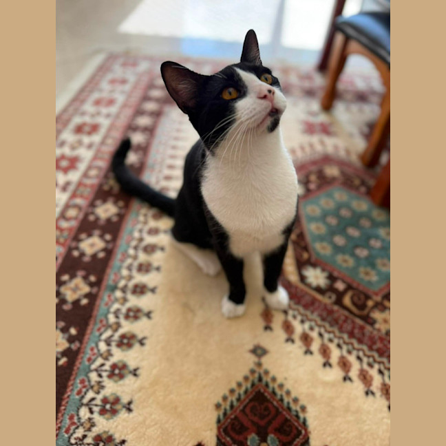 Photo of Felix 
