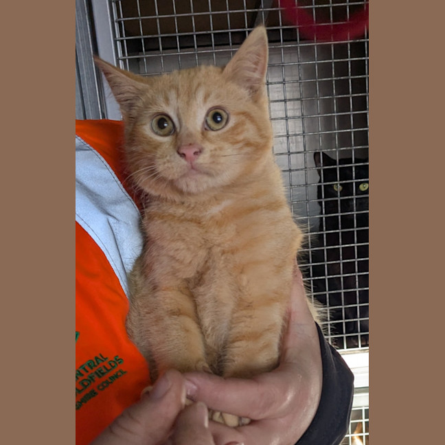 Photo of Pimpernel Pugh