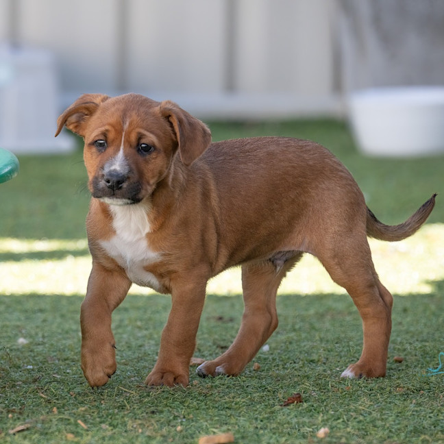 Photo of Banjo