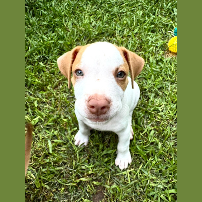 Photo of Reggie/Jingle