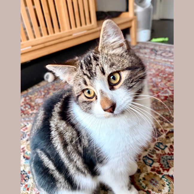 Photo of Bertie 