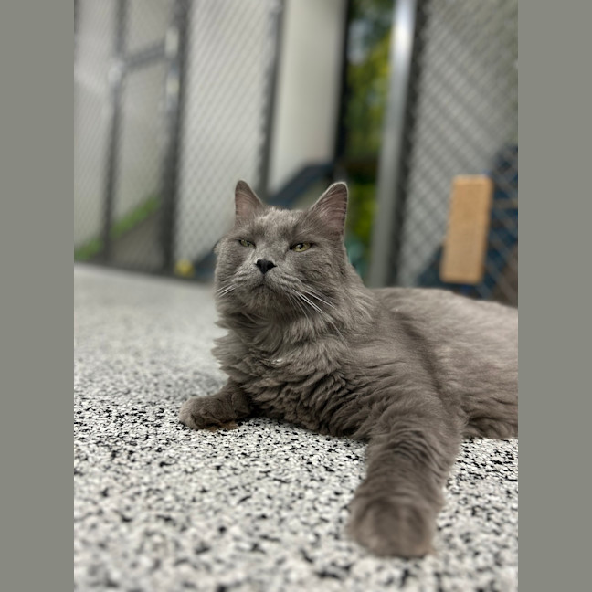 Photo of Roman