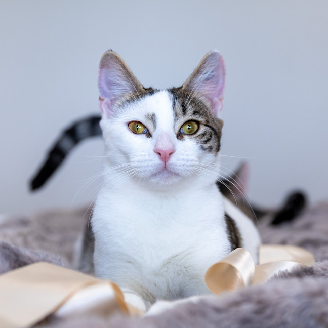 Photo of Coco