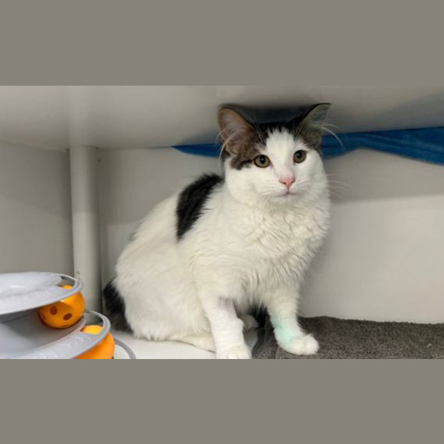 Photo of Oliver