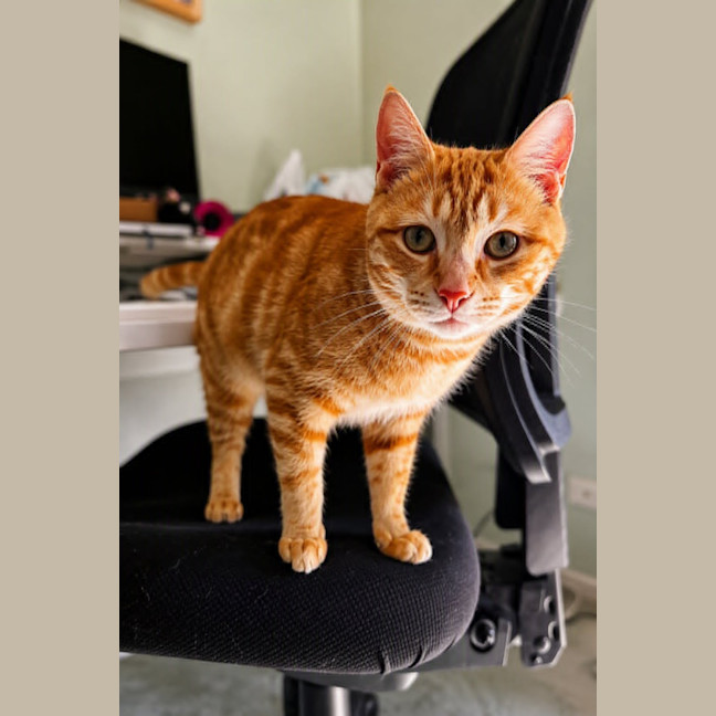 Photo of Cordelia