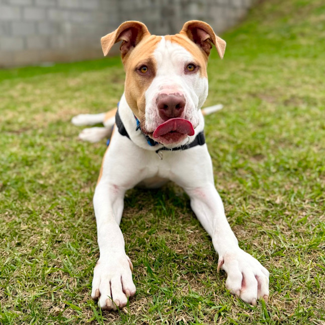 Photo of Boopington Mc Zoomie