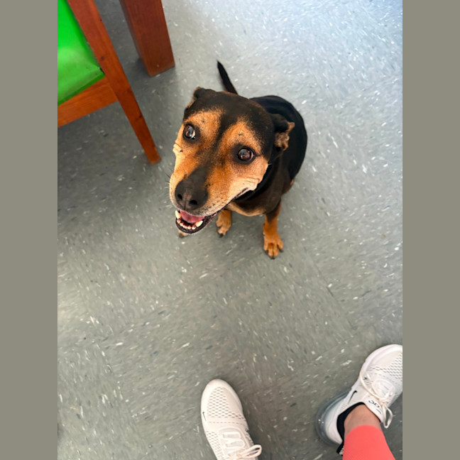 Photo of Marley   12 Year Old Kelpie X