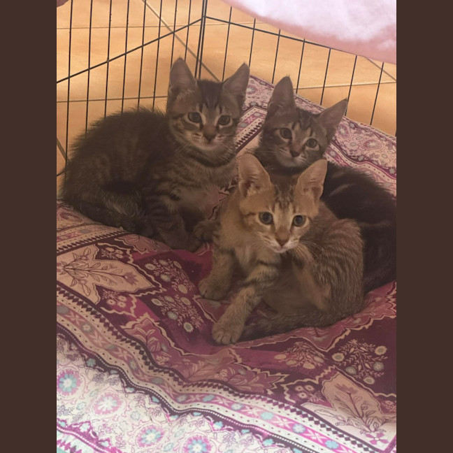 Photo of Trujillo (Trudy)