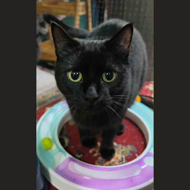 Photo of Ebba ** 2nd Chance Cat Rescue **