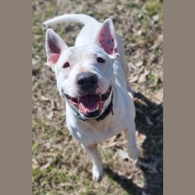 Photo of Dudley
