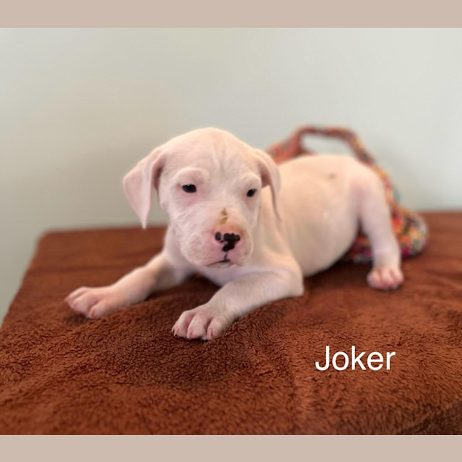 Photo of Joker