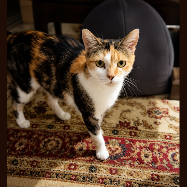 Photo of Cindy Clawford