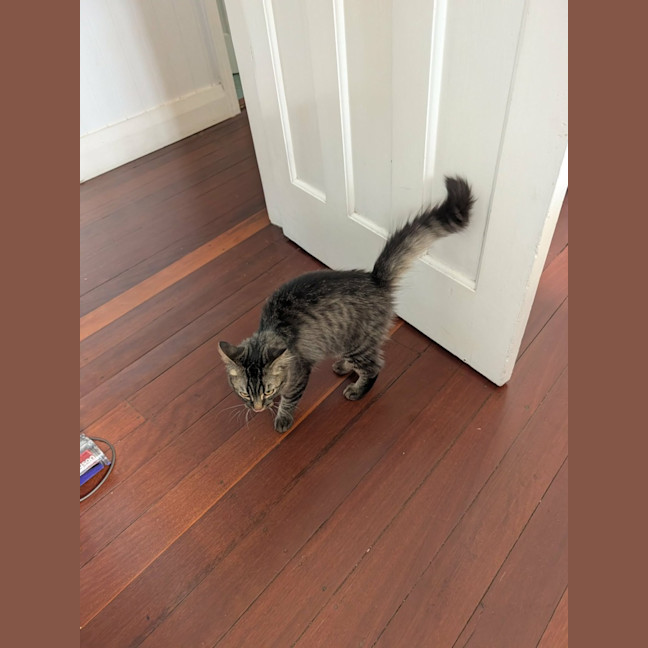 Photo of Berlioz