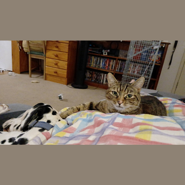 Photo of Scoot