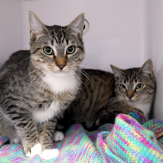 Photo of Leia Sta014315 & Luke Sta014316