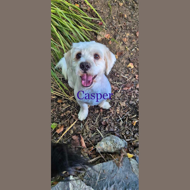 Photo of Casper