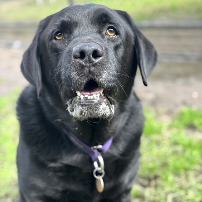 Photo of Scooby