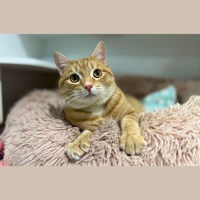 Photo of Goose