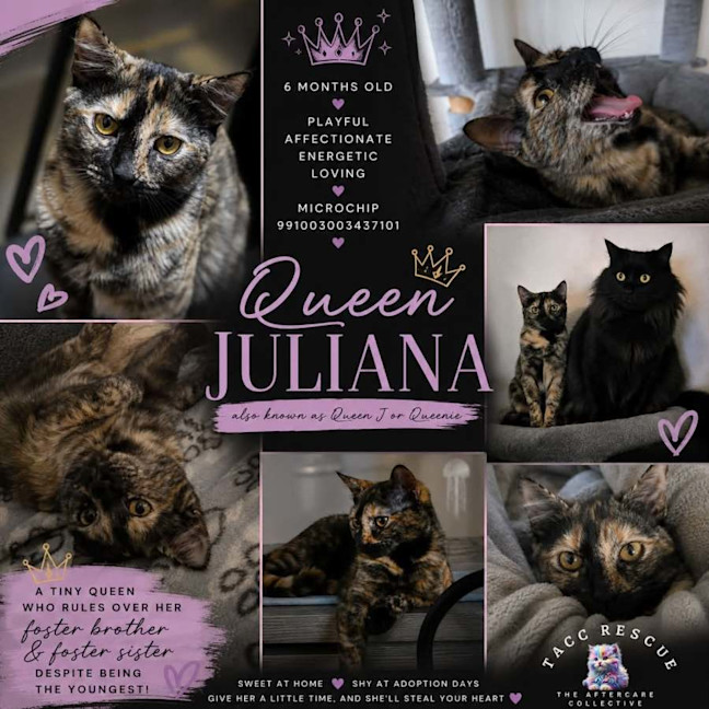 Photo of Queen Juliana