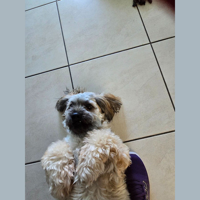 Photo of Rusty
