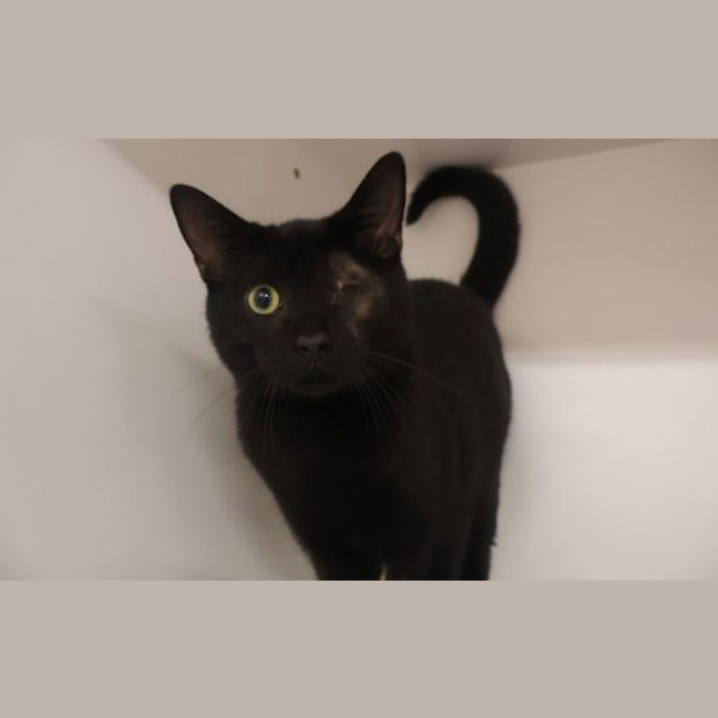 Photo of Sirius