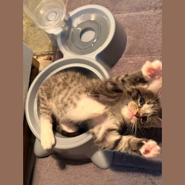 Photo of Dot