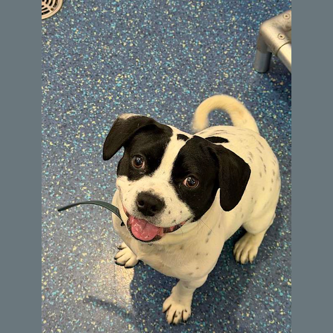Photo of Spot