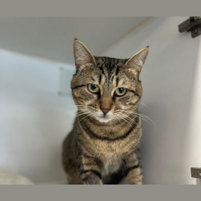 Photo of Sweetie