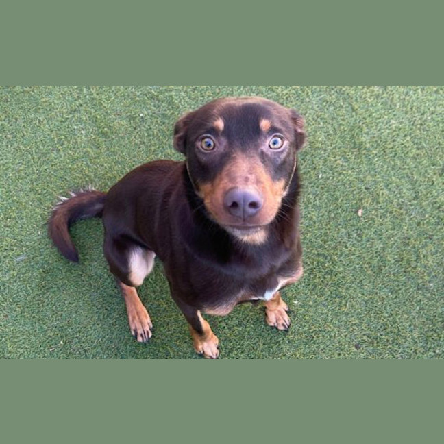 Photo of Brownie