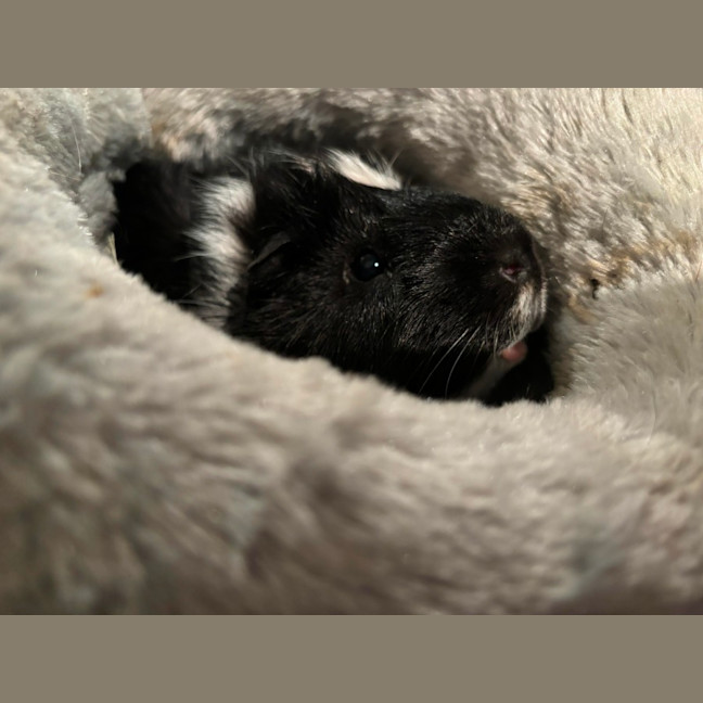 Photo of Moon & Eclipse 