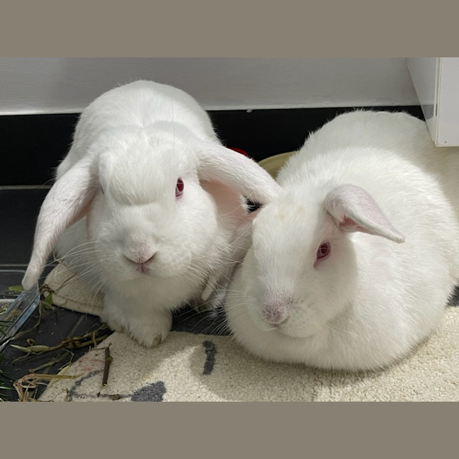 Photo of Yoyo & Yumberry