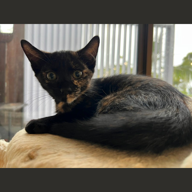 Photo of Nova