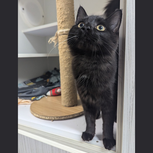 Photo of Morticia