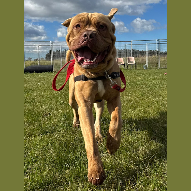 Photo of Mowgli