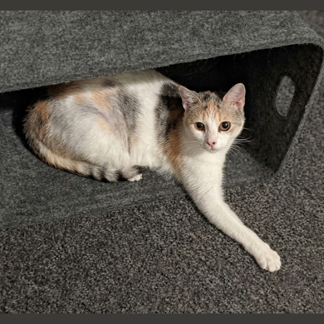 Photo of Lilly
