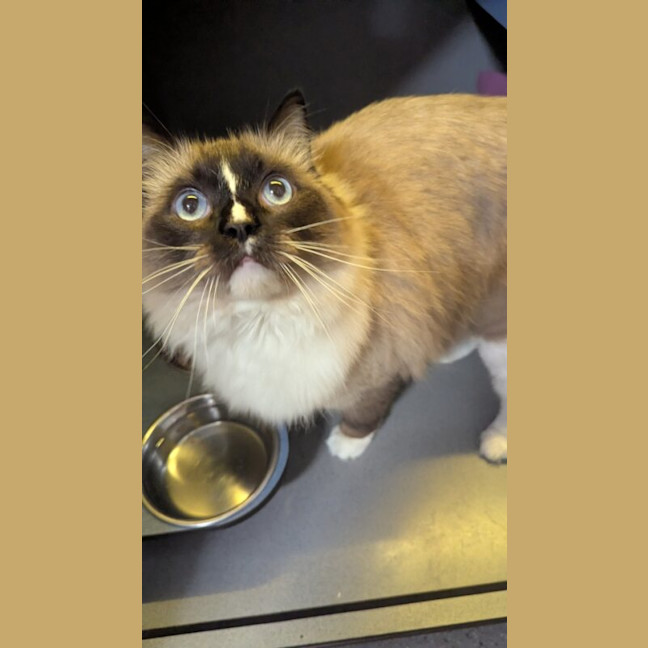 Photo of Luna