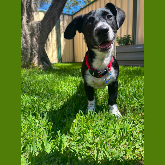 Photo of Marley   4 Month Old Dachshund X (Hold)