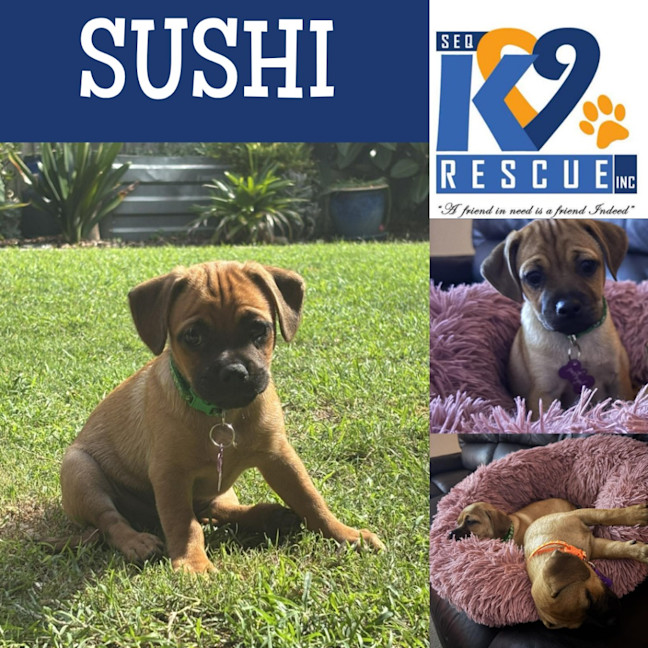 Photo of Sushi
