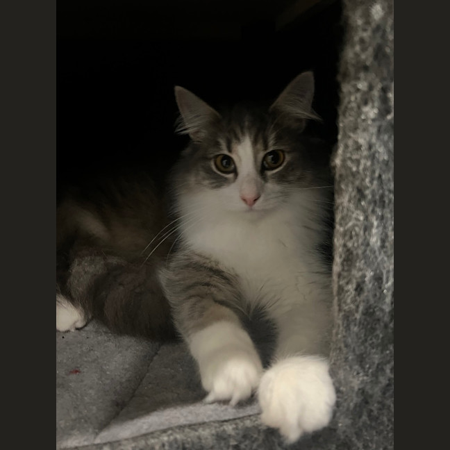 Photo of Pebbles