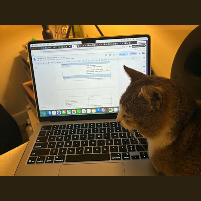 Photo of Pretzel