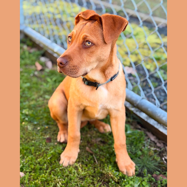 Photo of Opal