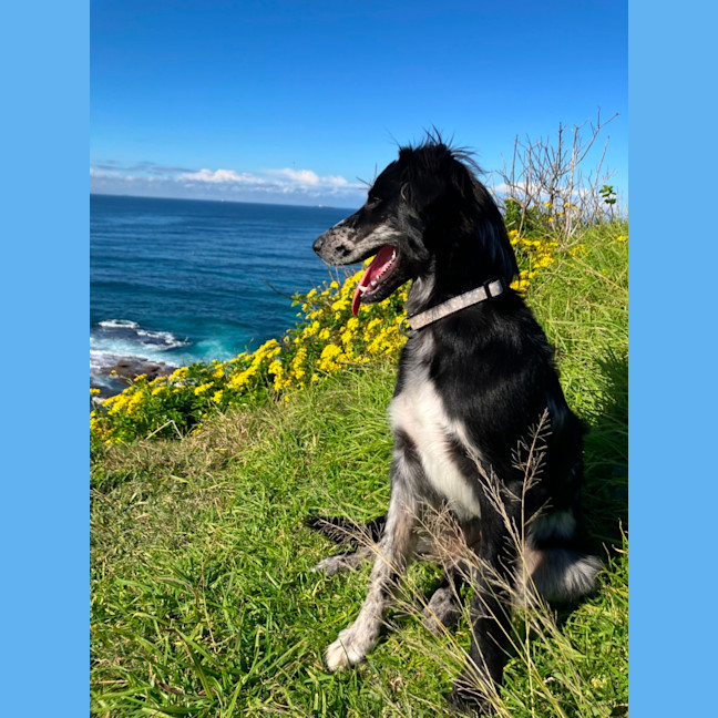 Photo of Winnie   8 Month Old Bordoodle