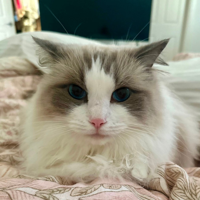 Photo of Peaches 🍑   Assisted Rehome
