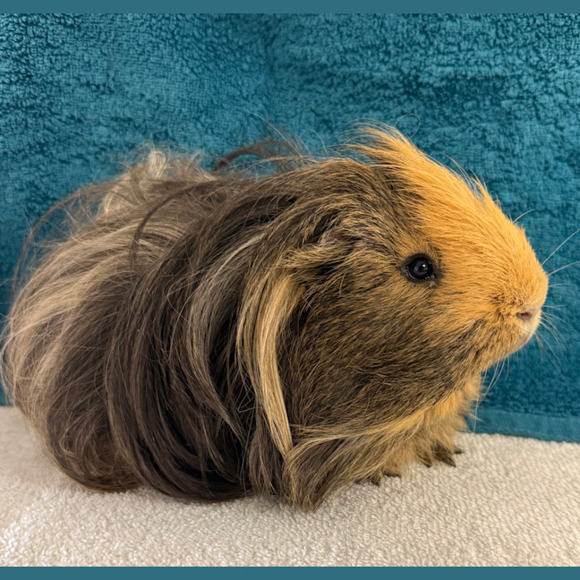 Photo of Shaggy
