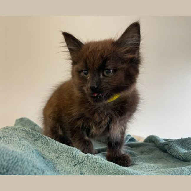 Photo of Chilli