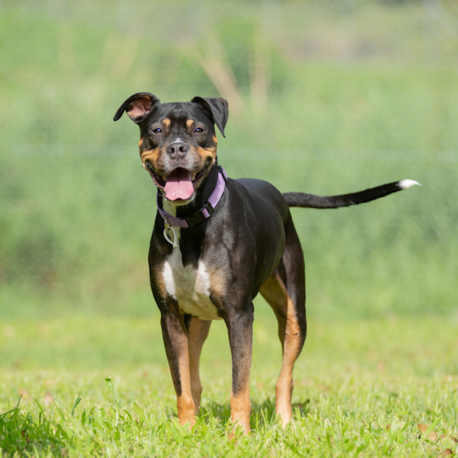 Photo of Sadie