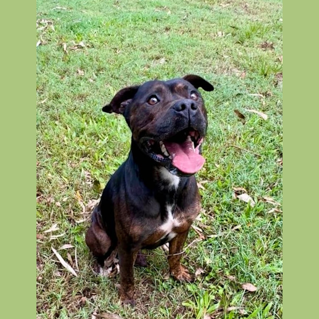 Photo of Roger *$250 Adoption Fee*