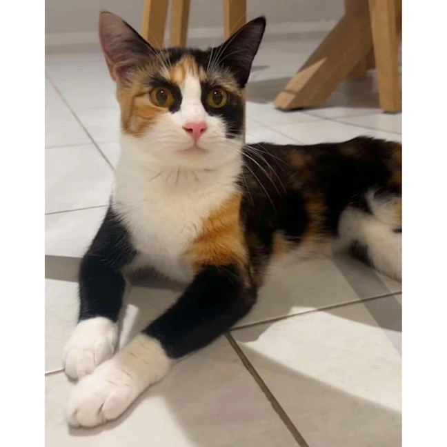 Photo of 9736   Rocket