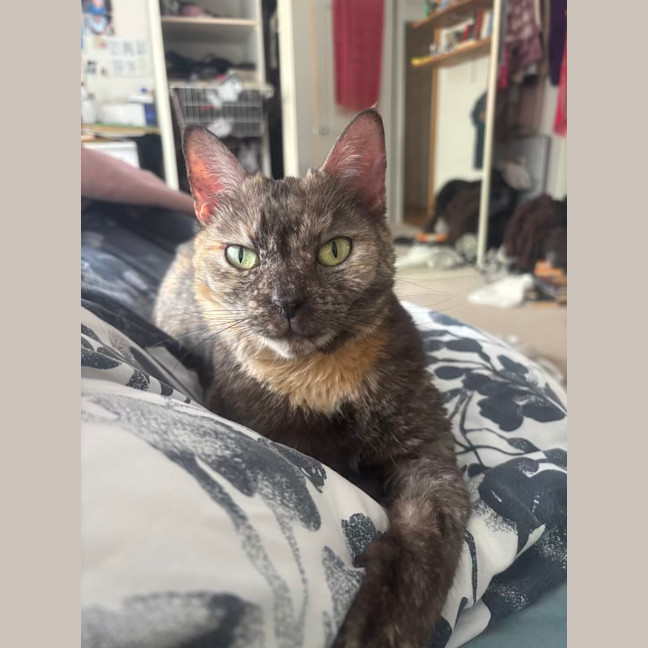 Photo of Rocket (With Groot)