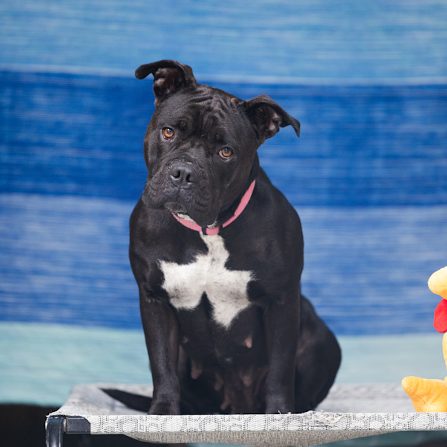 Photo of Lola